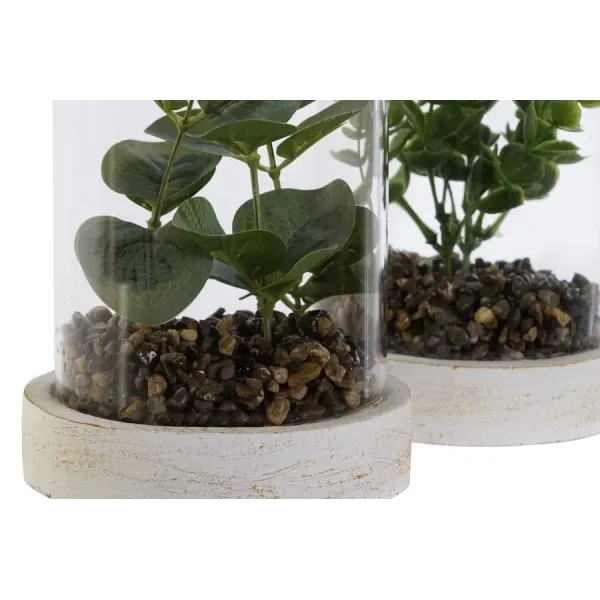 planta con base y cilindro cristal 2