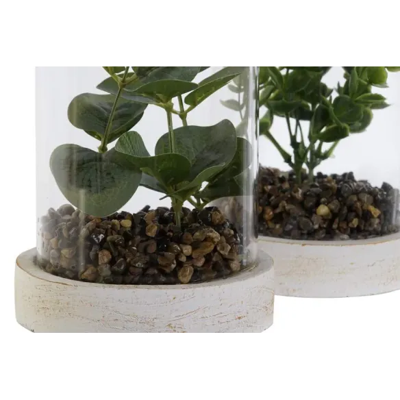 planta con base y cilindro cristal