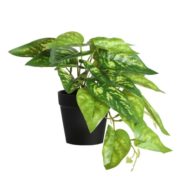 planta ficus