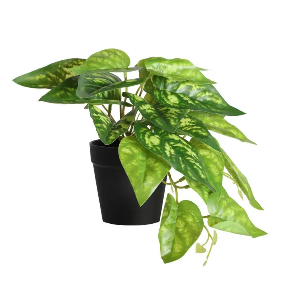 planta ficus