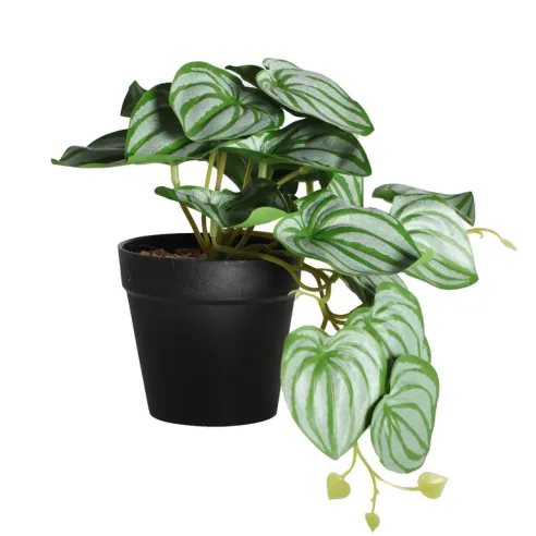 planta hojas en caida