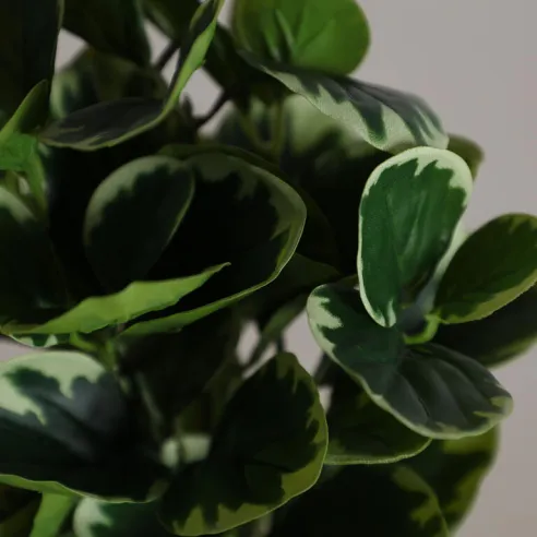 planta hojas tapioca